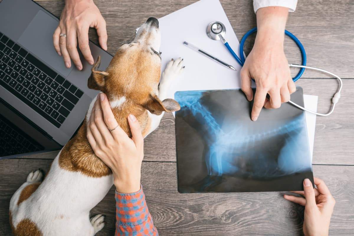 Veterinario con radiografía en Madrid Sur